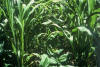 Legume interseeding, corn, Guatemala